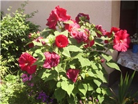 c5cc3266-Picture 008.jpg